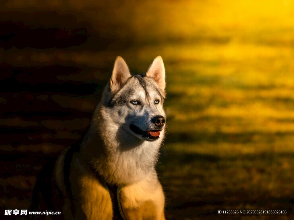 夕阳下的帅气德国牧羊犬