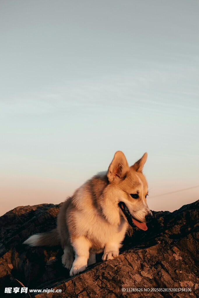 夕阳下的可爱小柯基