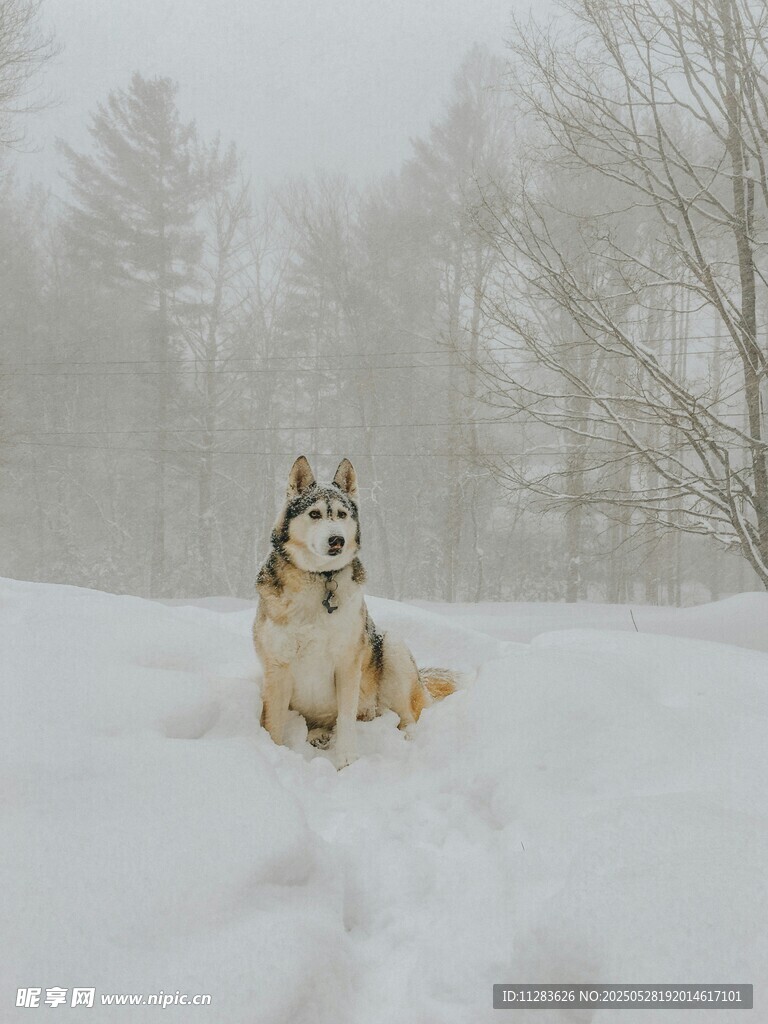 雪地中的哈士奇