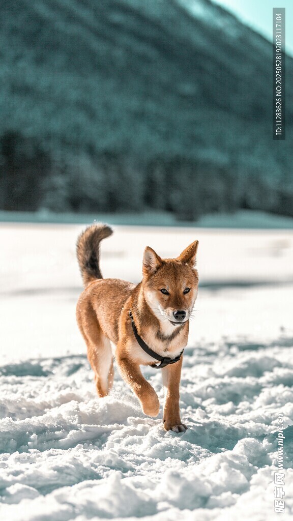 雪地中奔跑的快乐柴犬