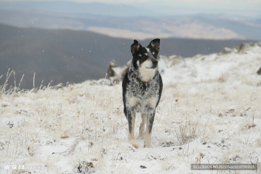 雪地中的黑白狗狗