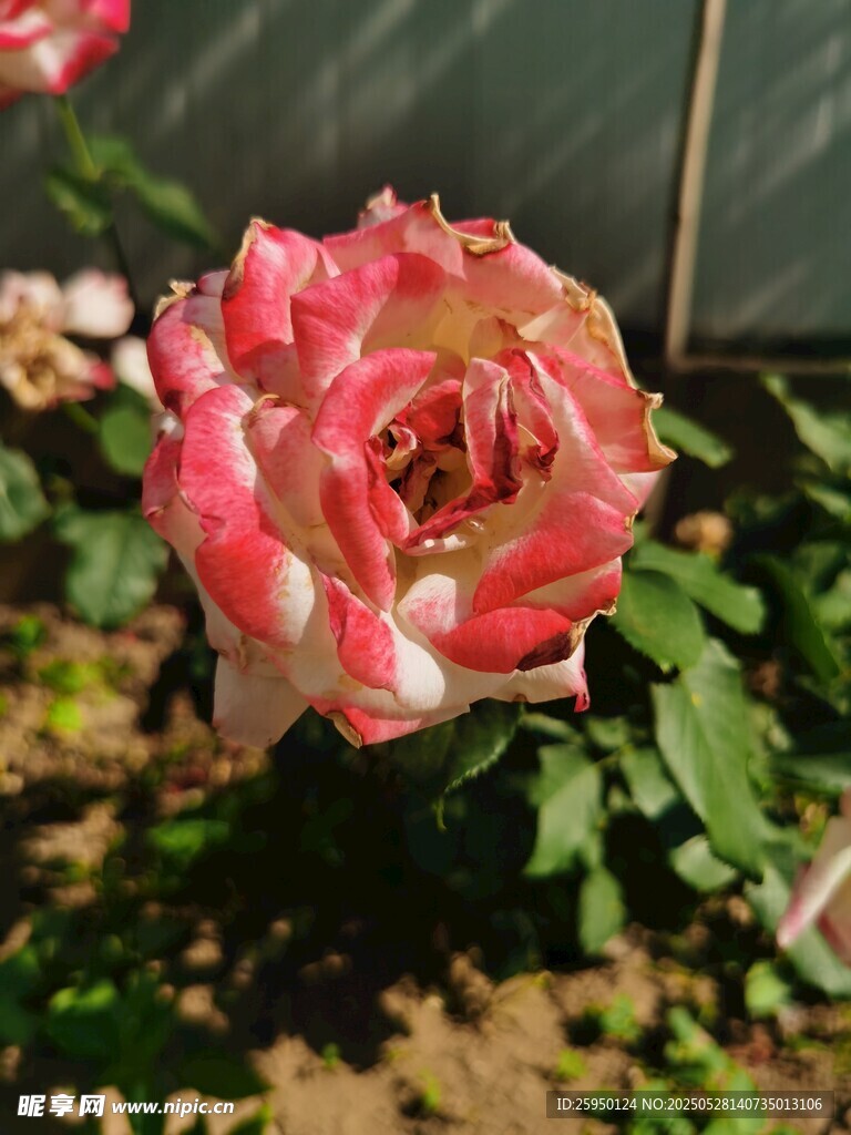 娇艳双色月季花绽放