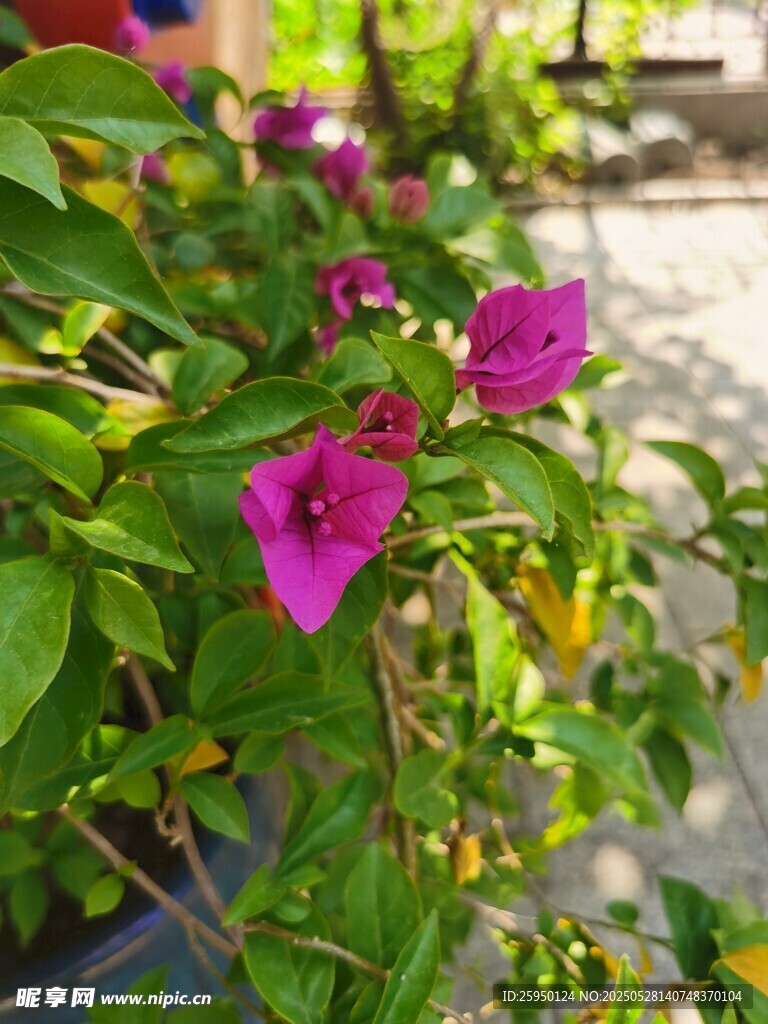 娇艳三角梅绽放绿叶间