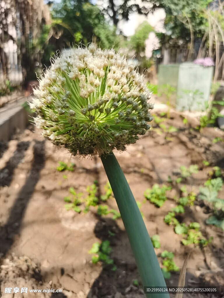 葱属植物特写