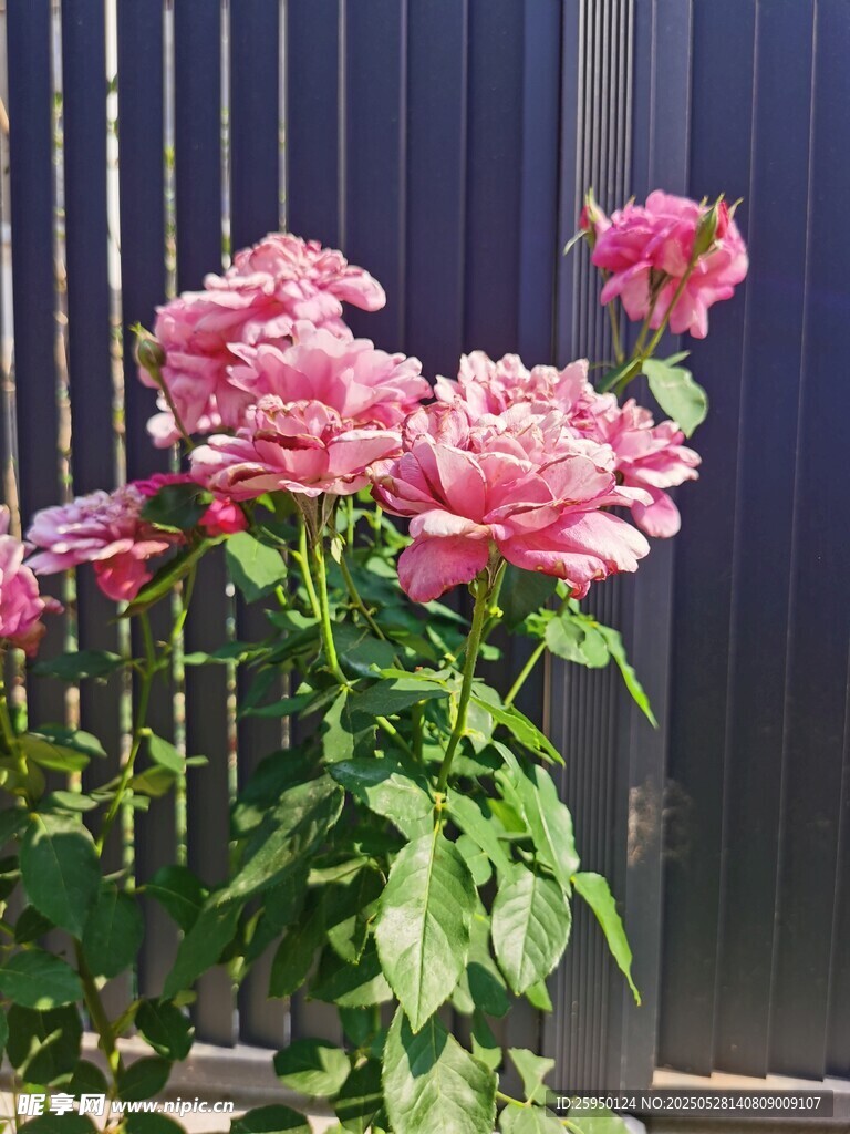 娇艳粉色月季花绽放