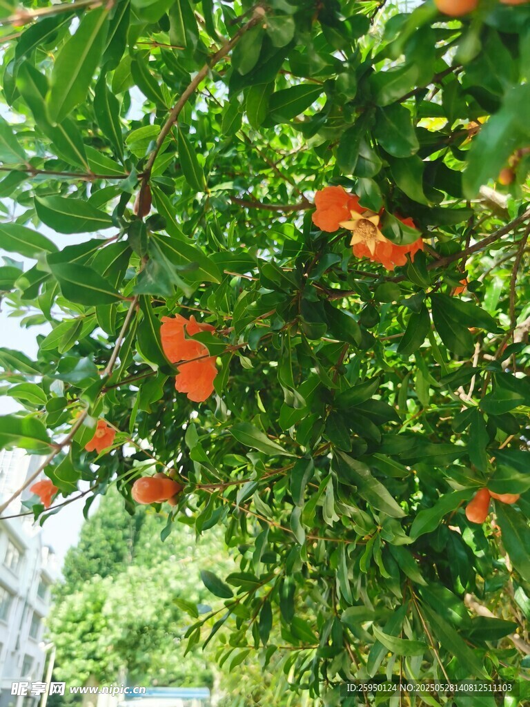 枝头橙花绽绿叶间