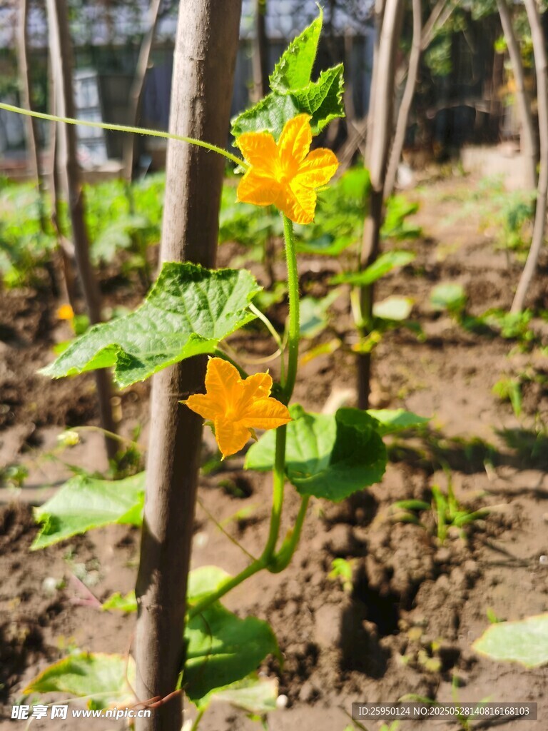 菜园中绽放的黄色小花