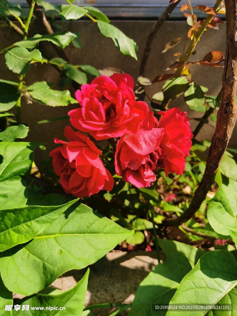 娇艳红花朵与翠绿叶片
