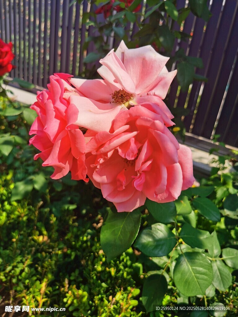 娇艳盛开的粉色月季花