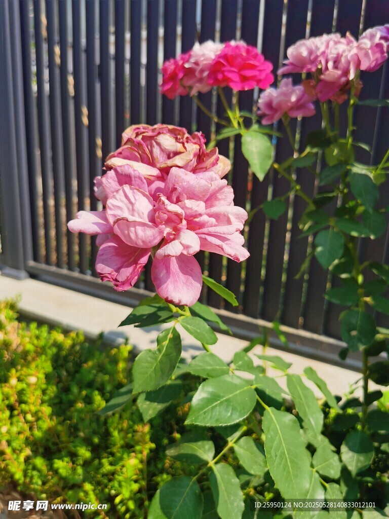 栅栏旁绽放的娇艳月季花