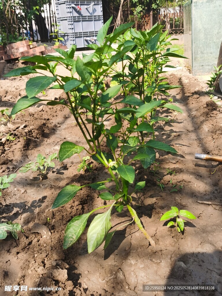 田间生长的绿色辣椒植株
