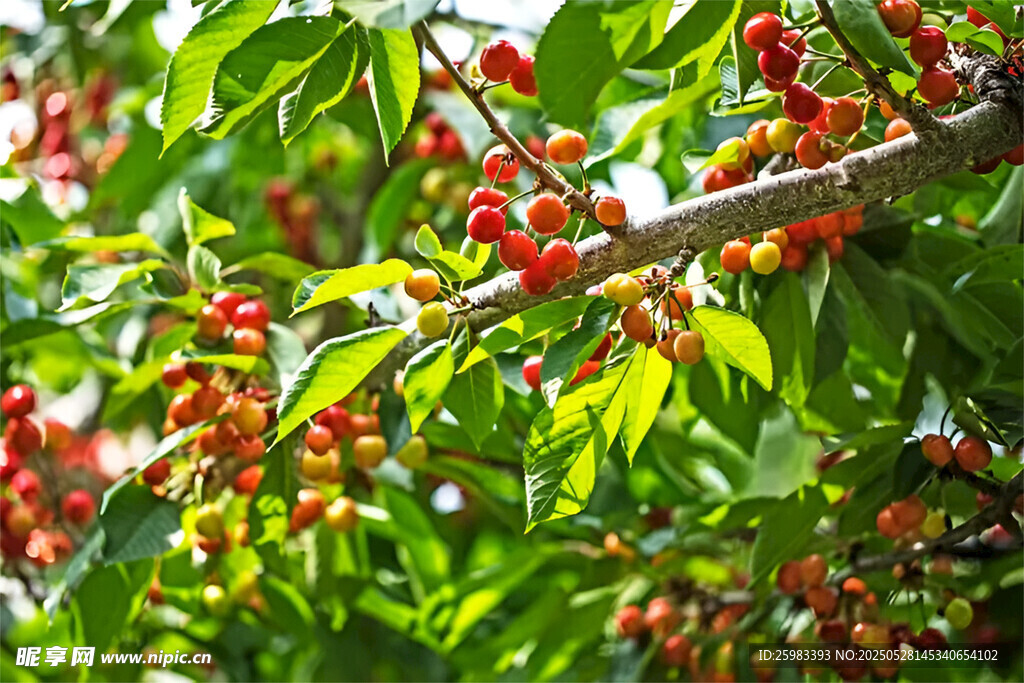 樱桃栽培