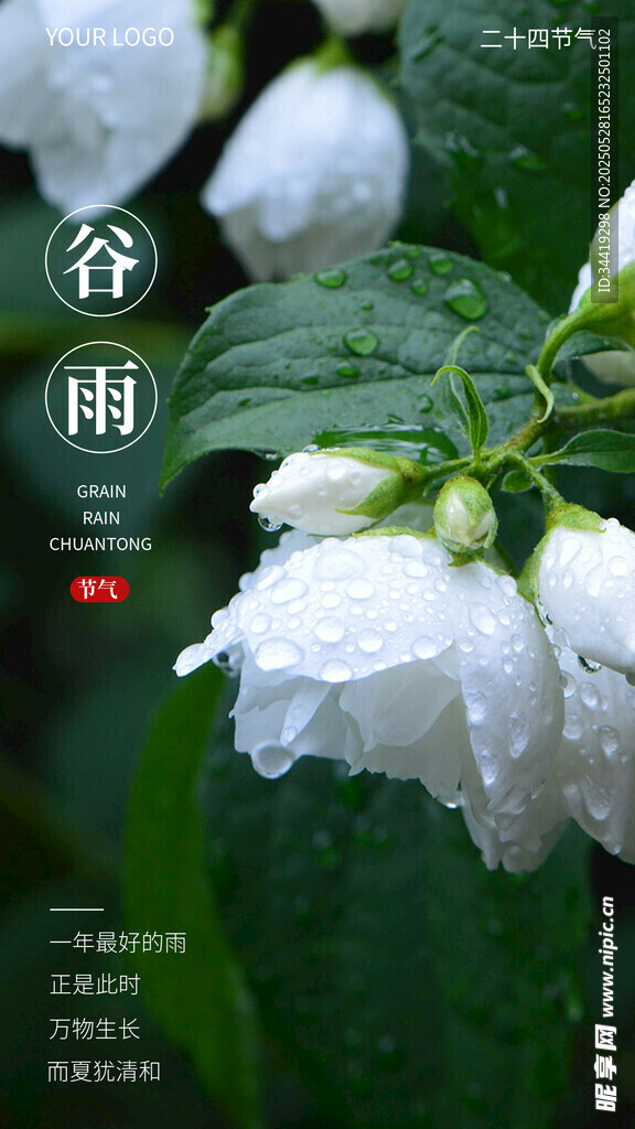 谷雨 节气 海报 传统节日