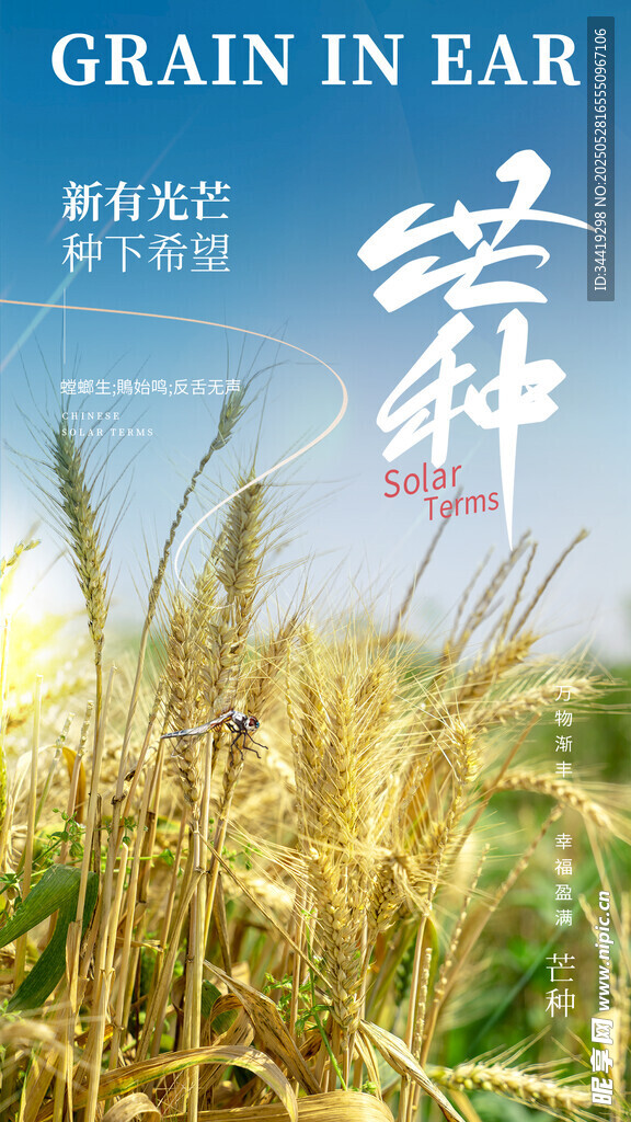 芒种时节金黄麦穗