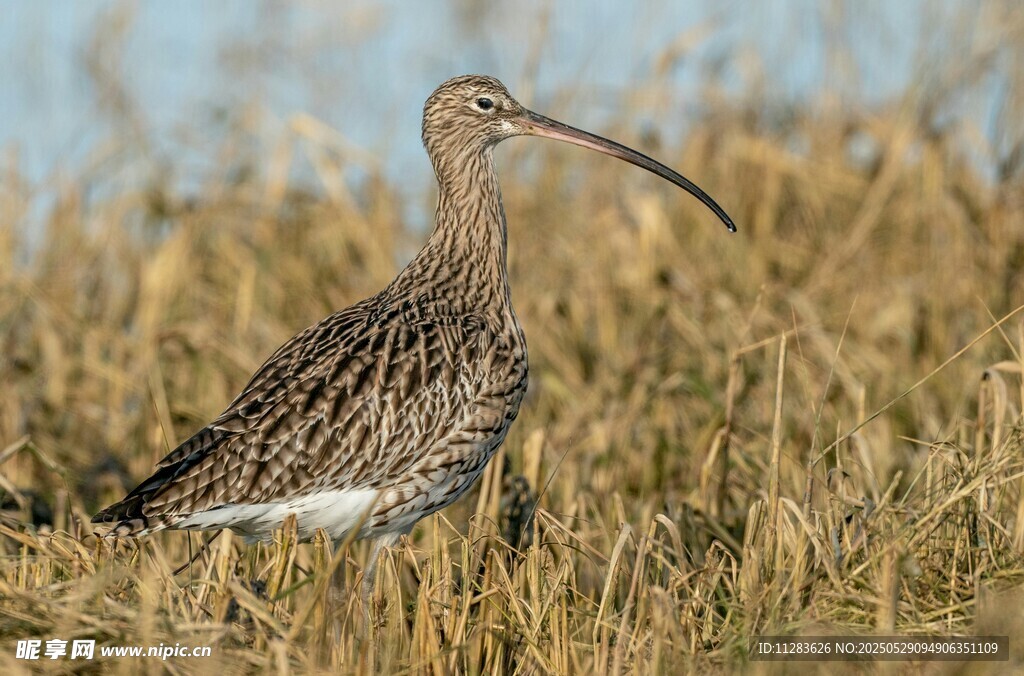 田野中的长嘴鸟