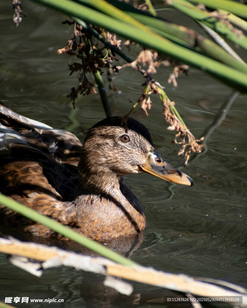 水中休憩的鸭子