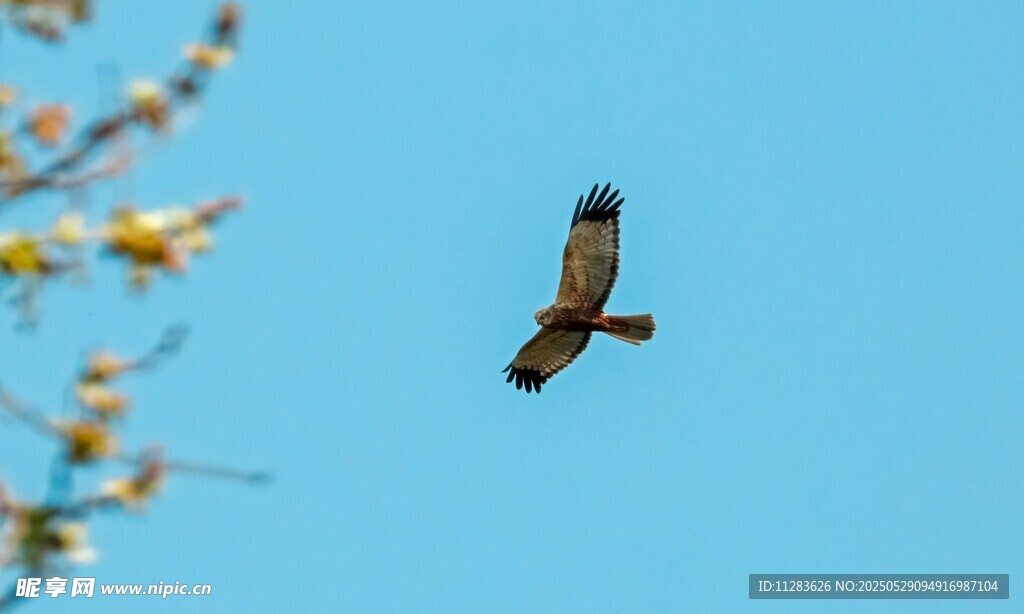 蓝天中翱翔的矫健飞鸟