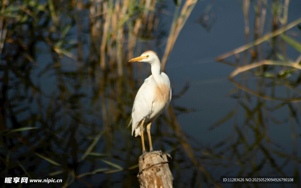白鹭立于水边木桩