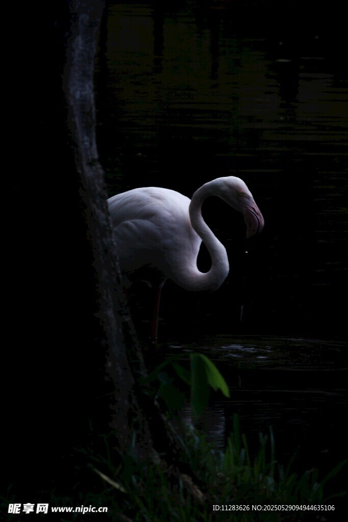 暗影中的优雅火烈鸟
