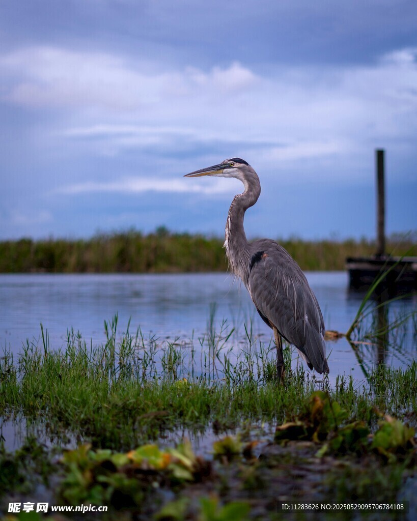 水边伫立的灰鹭