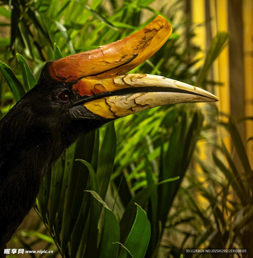 奇特巨嘴鸟特写