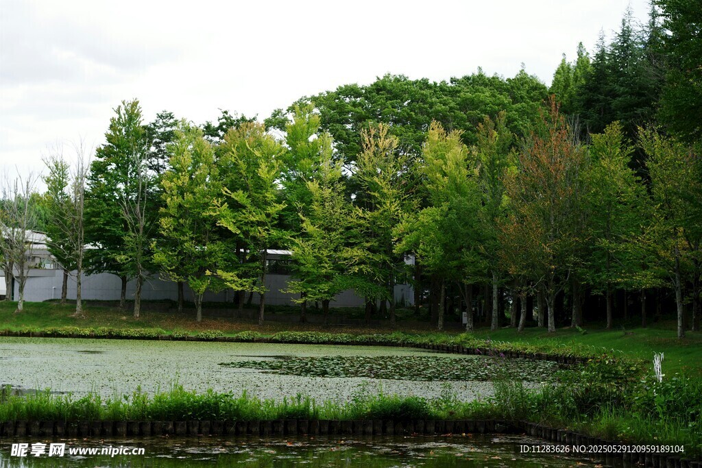 乡村水田旁的葱郁树林