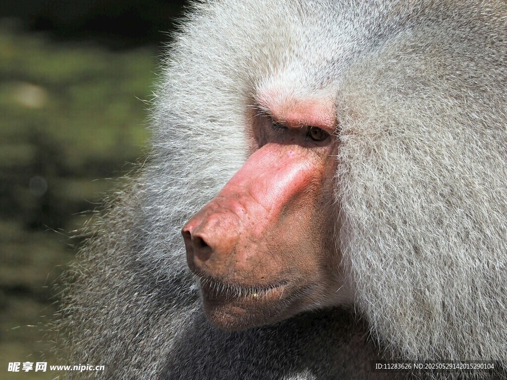狒狒特写