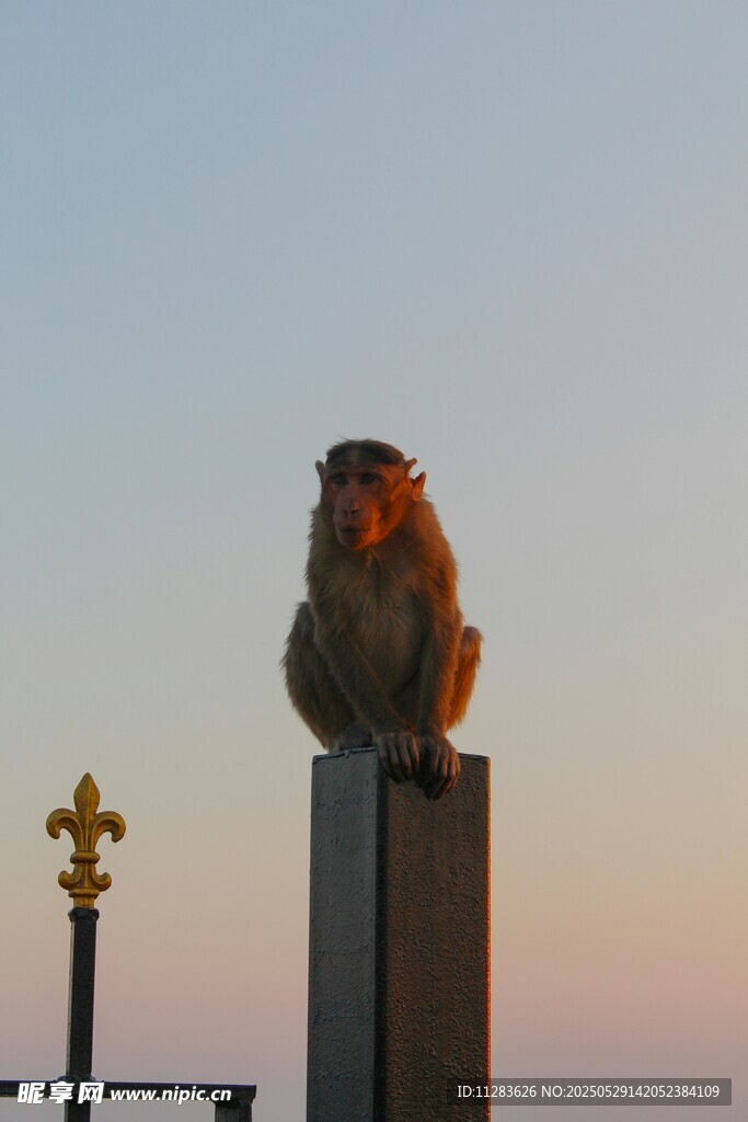 猴子