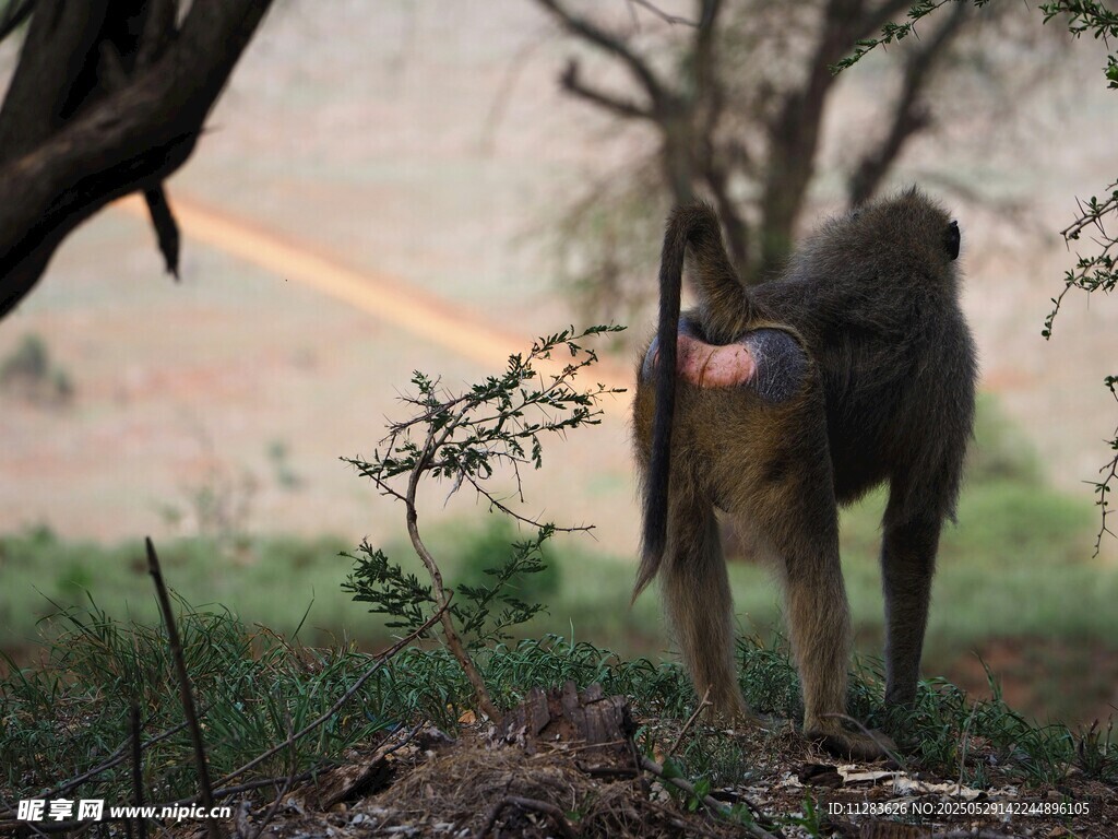野外站立的狒狒