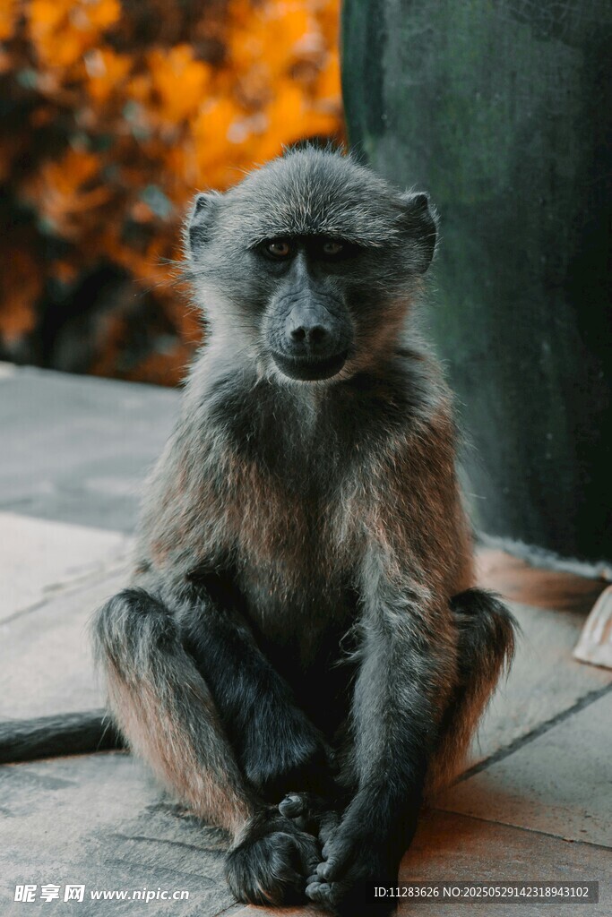 独坐的猴子