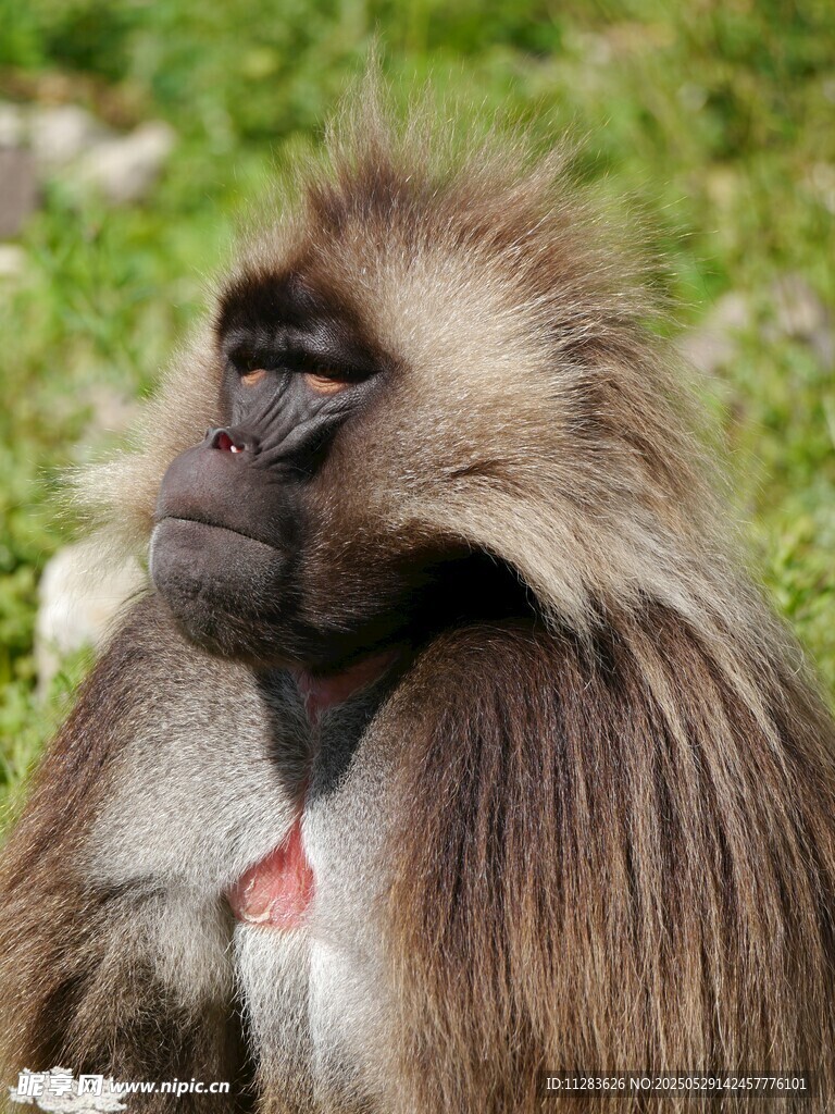 狒狒特写