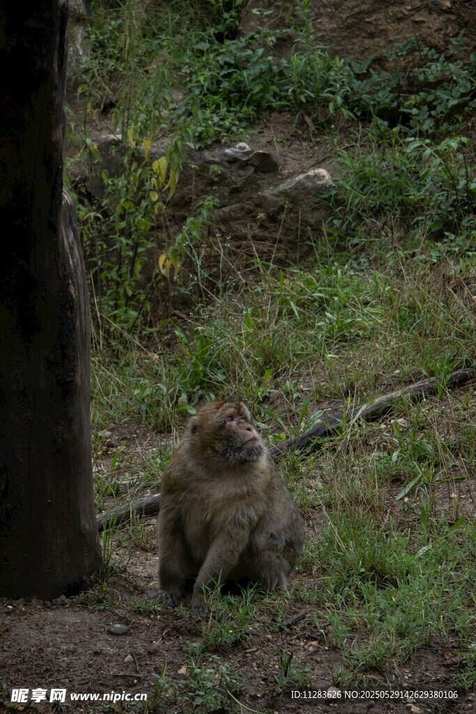 树下独坐的猴子
