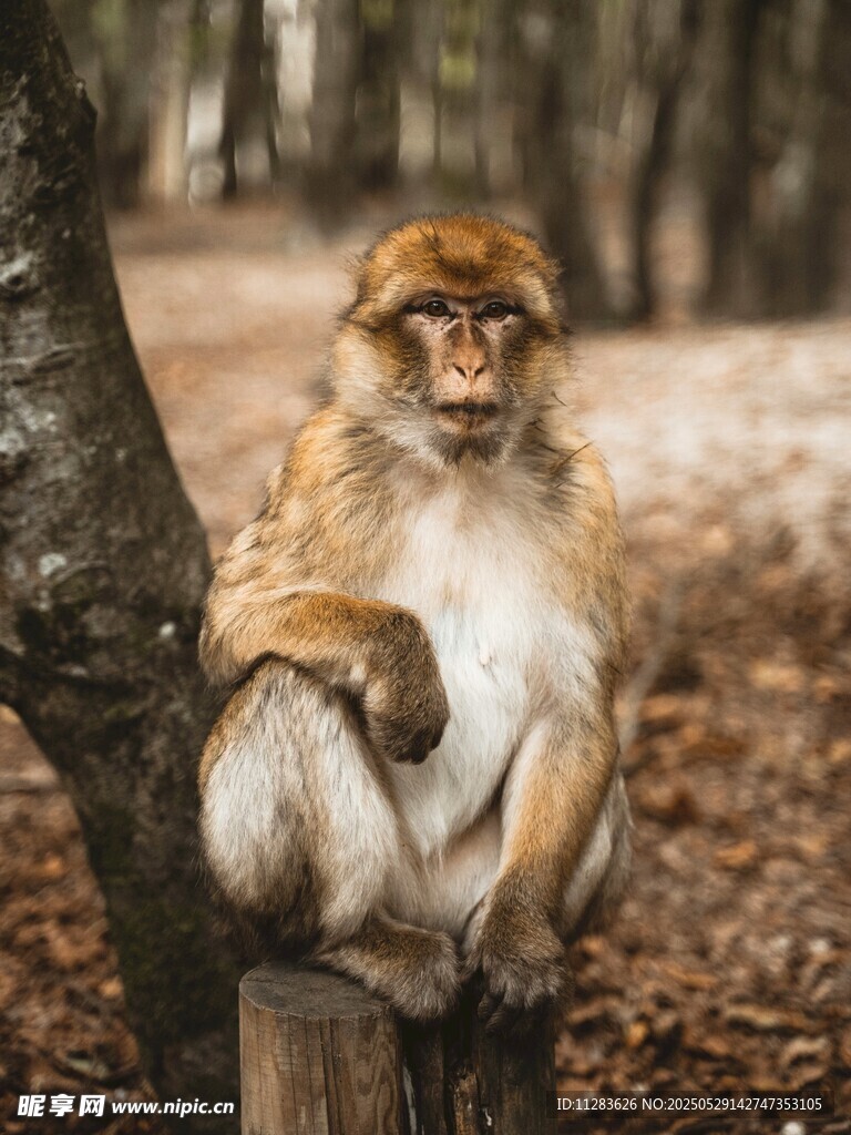 坐在树旁的猴子