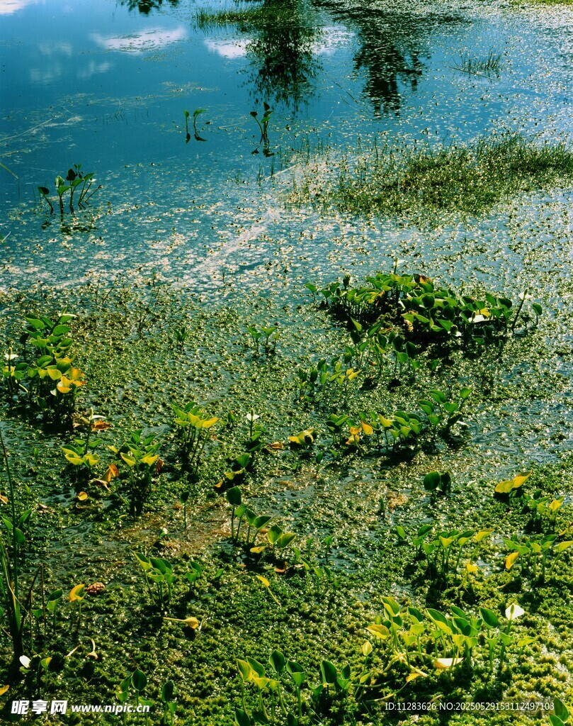 湖畔绿植与清澈湖水景观