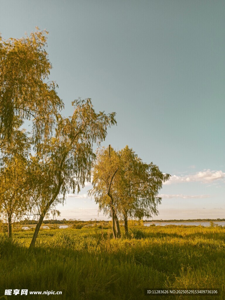草原上的树木风景