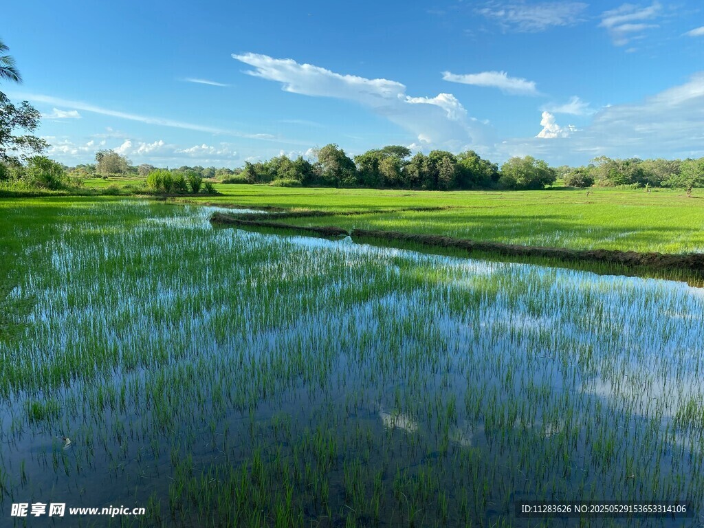 田园水田风光美景