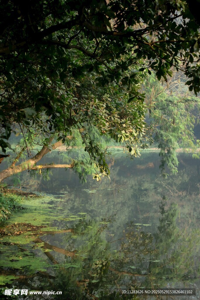 林间静谧湖水风景图