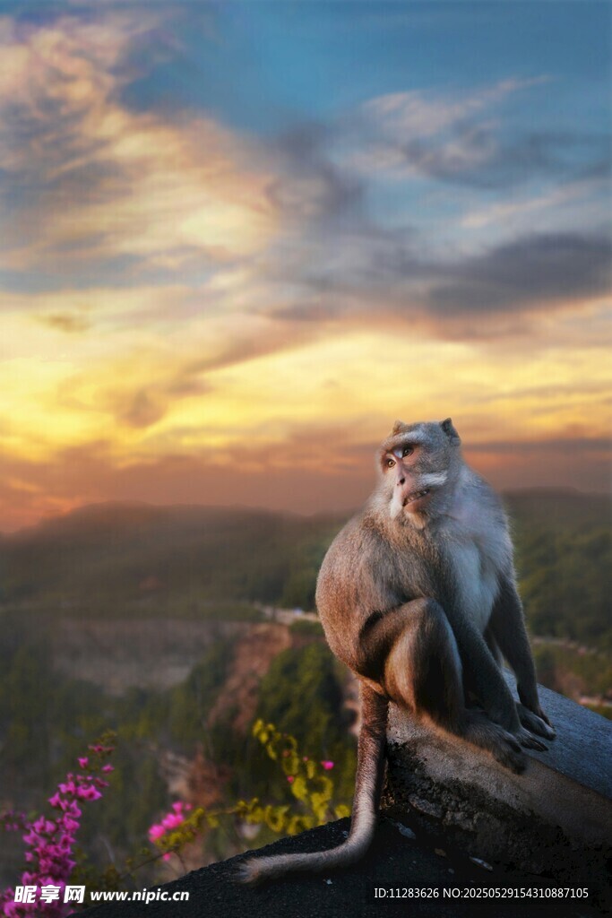 夕阳下的鹰俯瞰壮丽景色