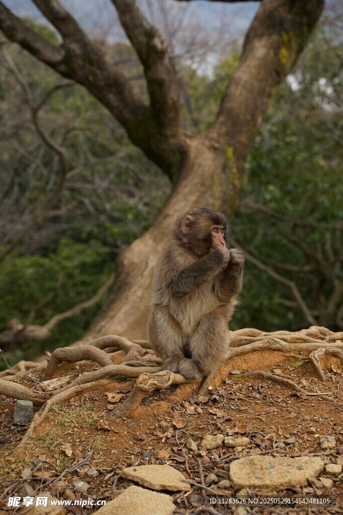 岩石上的猴子