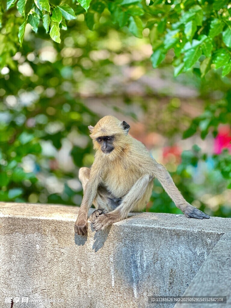 石台上休憩的猴子