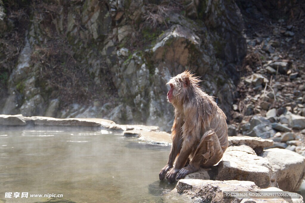 猴子坐于水边岩石