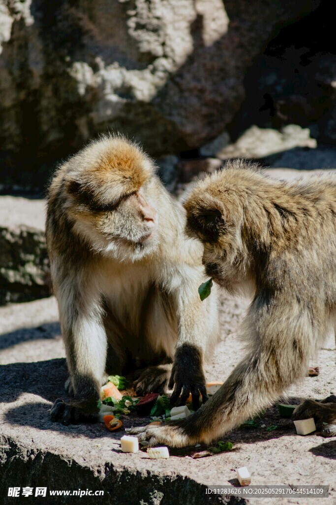 两只猴子互动进食场景