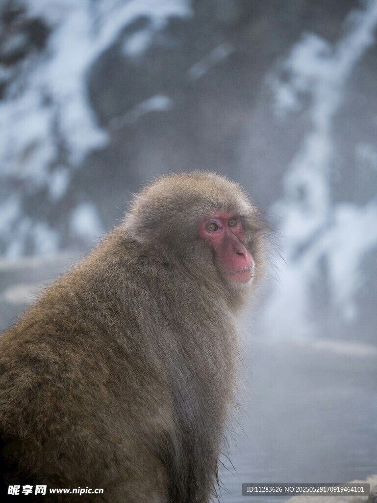 雪中泡温泉的日本猕猴
