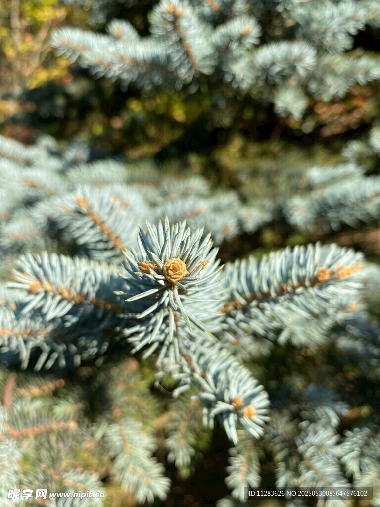 蓝杉枝叶特写