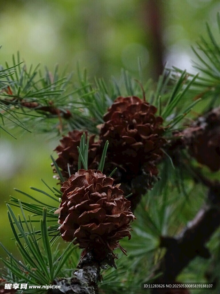 松树枝头的松果特写