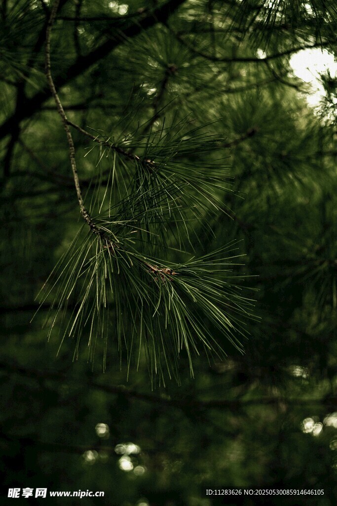 翠绿松枝隐于繁茂绿叶间