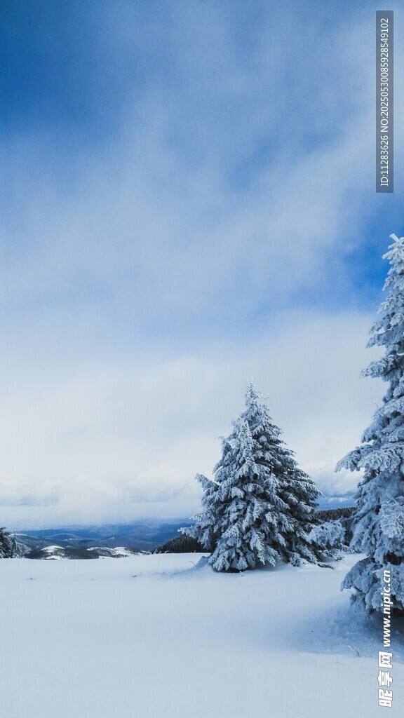 冬日雪景中的静谧雪松