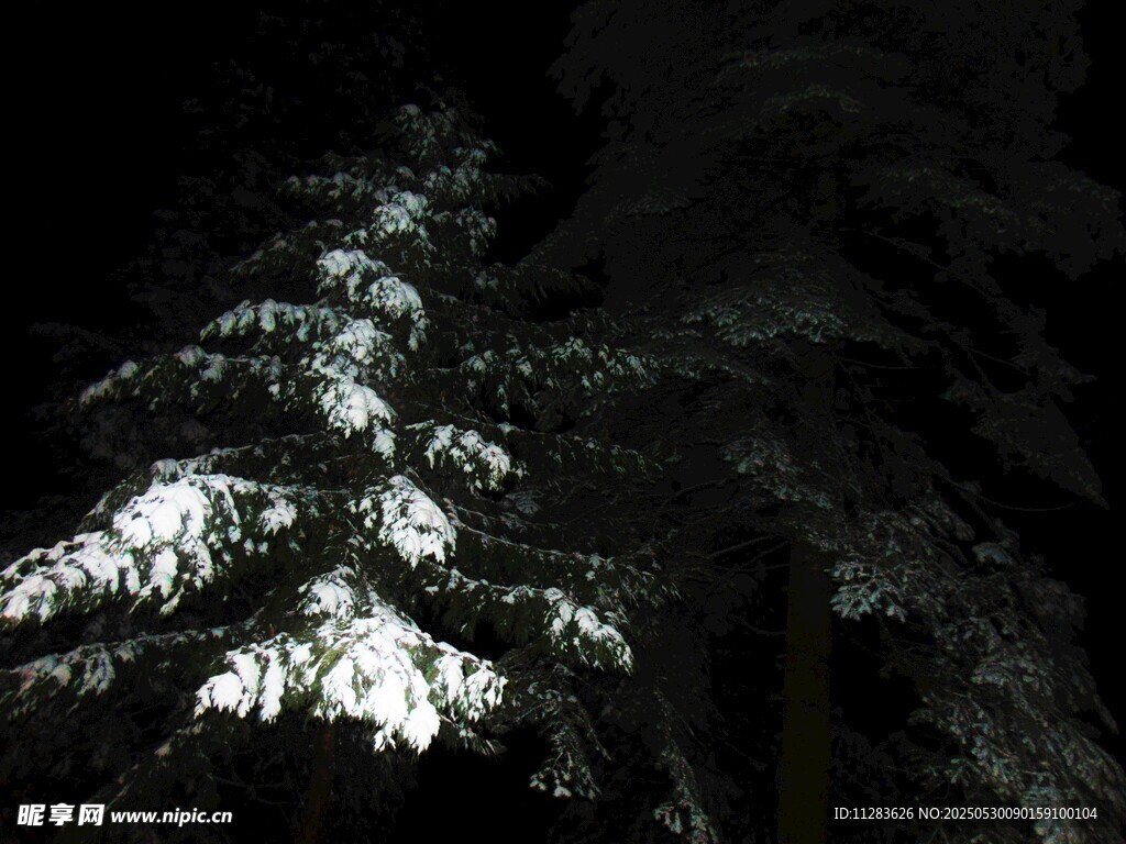 夜中雪覆松树景观