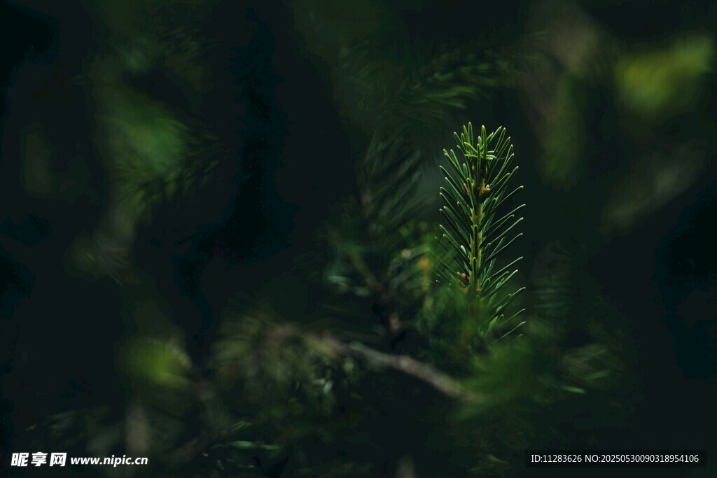 林中翠绿植物特写