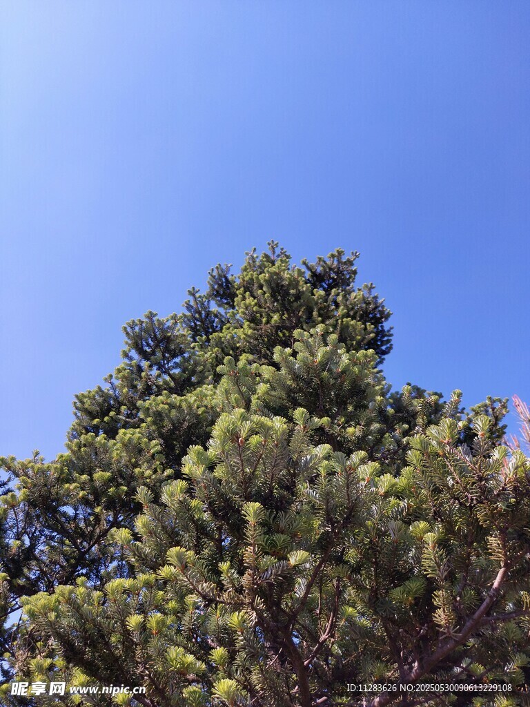蓝天映衬下的茂密松树